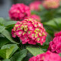 Hydrangea Macrophylla – Summer Crush® – #3 Container